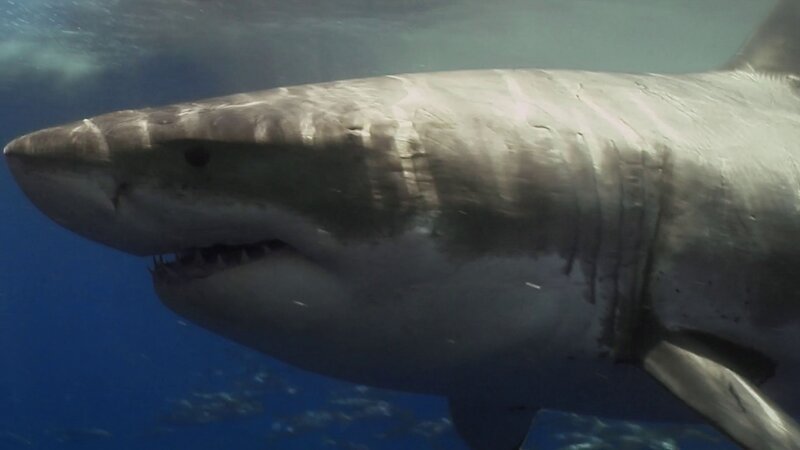 Bild: THE HISTORY CHANNEL /​ HOFF PRODUCTIONS