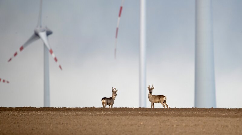 Studien zeigen, dass Rehe sich an Windkraftanlagen gewöhnen und sie in ihre Nutzung des Lebensraums integrieren. – Bild: NDR/​ORF/​Patrick Centurioni