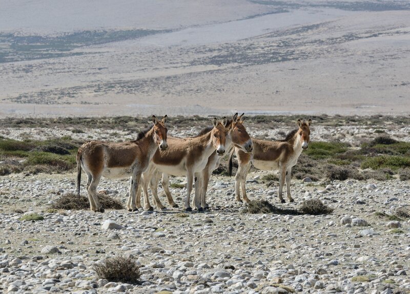 Kyang - Tibetische Wildesel. – Bild: ORF III Kyang - Tibetische Wildesel. – Bild: ORF III