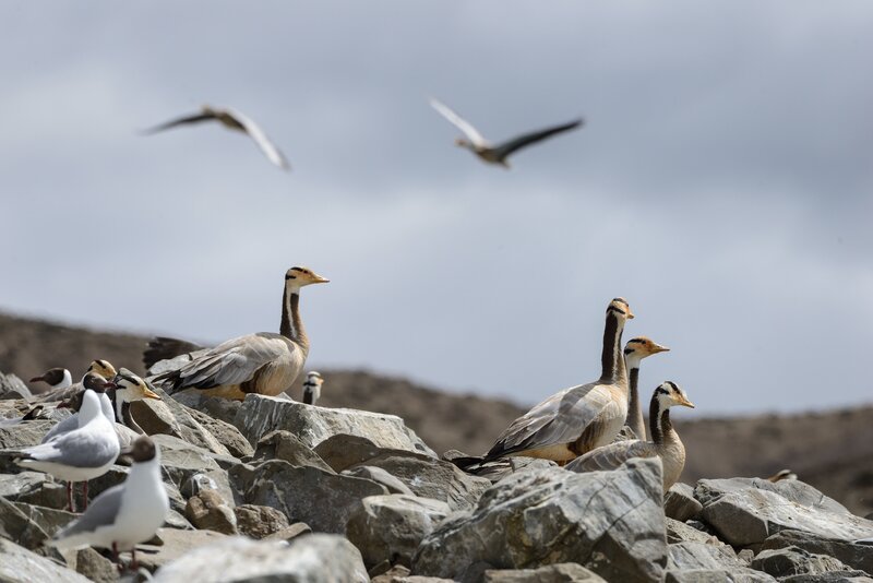 Rostgänse beim Brüten auf 4500 m Höhe. – Bild: ORF III