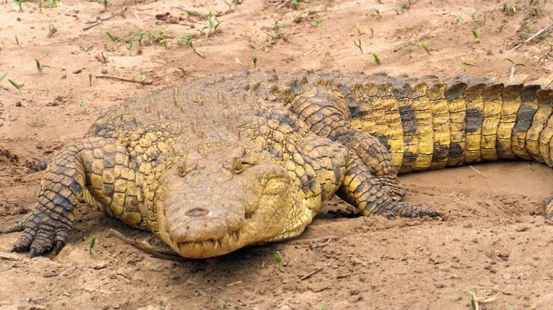 Bild: CuriosityStream-Inc