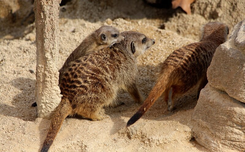 Nachwuchs bei den Erdmännchen. Ein Jungtier lag vor einigen Wochen in der Wurf-Box – und jetzt heißt es spielen und jede Menge Lernen für das kleine Raubtier. Dafür zuständig sind seine Eltern und haben damit alle Hände voll zu tun … – Bild: SWR/​Christian Neumann