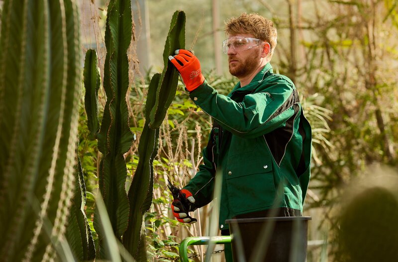 Tobias Brinitzer (Lucas Prisor) kann Kakteen, wie die „Vierseitige Wolfsmilch“, nur mit Schutzausrüstung beschneiden. Ein Spritzer aus der Pflanze kann zu Erblindung führen. – Bild: ARD/​Rudolf Wernicke
