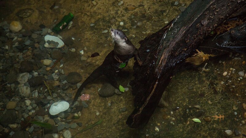 Otters on Exhibit – Bild: Discovery Communications