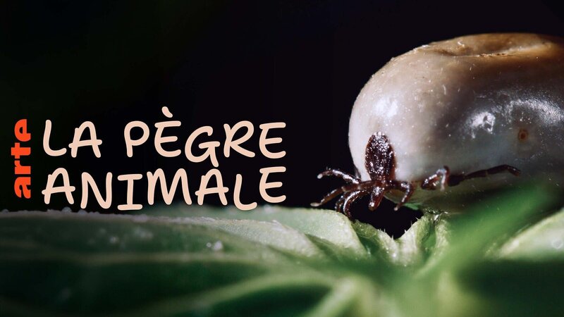 Parasiten packen aus – Bild: Arte