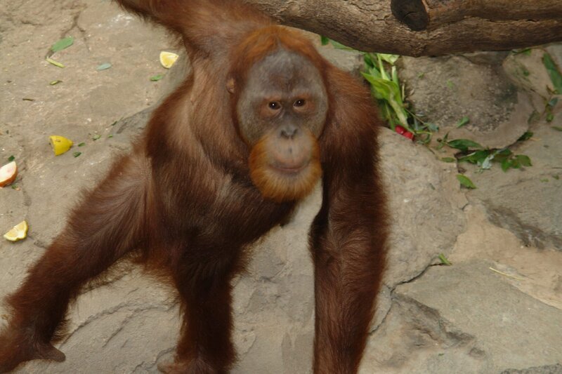 Klettern. Die Lieblingsbeschäftigung der Oran Utans im Tierpark Hagenbeck. – Bild: ZDF und Steffen Benne