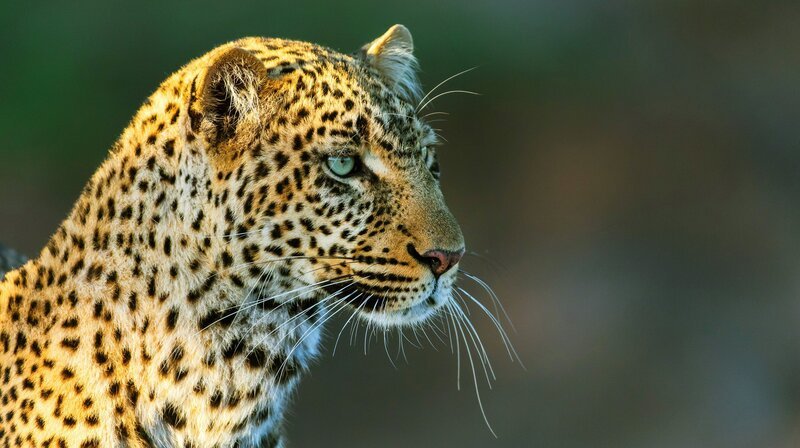 Im Laufe von 2,5 Jahren gelangen wunderschöne Aufnahmen von den Leoparden und ihrem Sozialleben. – Bild: NDR/​Doclights GmbH/​Gabriele Mierke-Radke