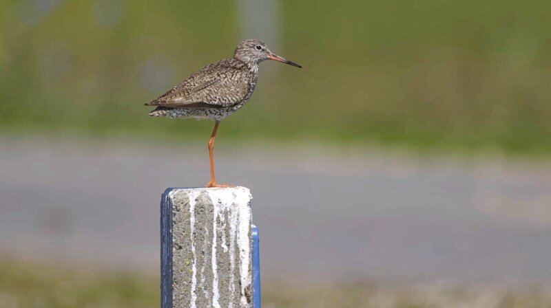Ein Rotschenkel. Gut geschützt im Nationalpark Wattenmeer. – Bild: NDR/​Sven Jaax