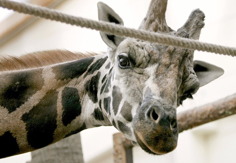 Die Urmutter der Zoo-Doku-Soaps "Elefant, Tiger & Co" blickt authentisch hinter die Kulissen des Leipziger Zoos. Sie erzählt Geschichten von Menschen und Tieren aus dem Zoo und beleuchtet den Alltag hinter den Kulissen eines der renommiertesten Zoologischen Gärten Europas. Bild: Giraffe. – Bild: BR/​MDR/​Steffen Junghans
