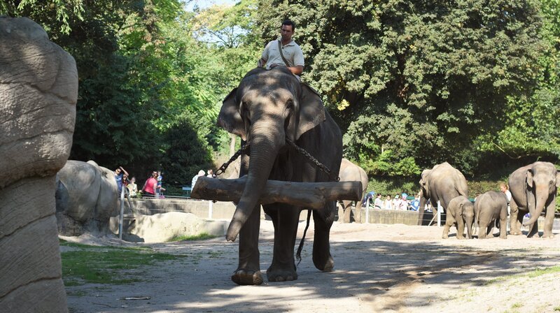 Die Hagenbecker Elefanten halfen bei Aufräumarbeiten nach dem Zweiten Weltkrieg in der Hamburger Innenstadt und im Tierpark. – Bild: NDR/​Doclights GmbH