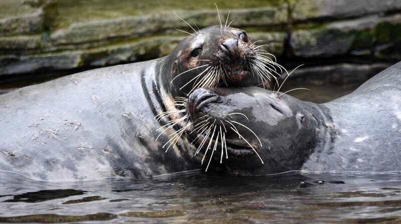 Abschied im Eismeer: Die Kegelrobben Szara und Zefir verlassen heute den Tierpark Hagenbeck. – Bild: NDR/​Doclights GmbH