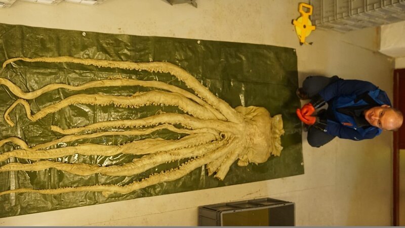 Der Biologe Charles Paxton glaubt, der Riesenkalmar könnte einer der Ursprünge für die Legende vom Kraken sein. – Bild: ZDF und Gareth Sacala