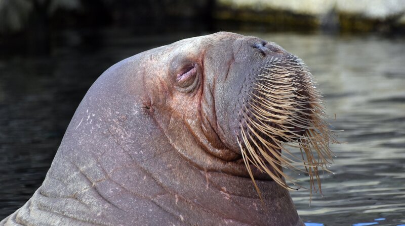 Große Hoffnung im Eismeer: Ist Walrosskuh Raisa trächtig? – Bild: NDR/​Doclights GmbH