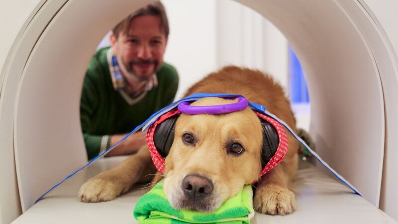 Können Hunde sprechen? – Bild: Olly Bootle/​Idéacom International/​Big Wave Productions