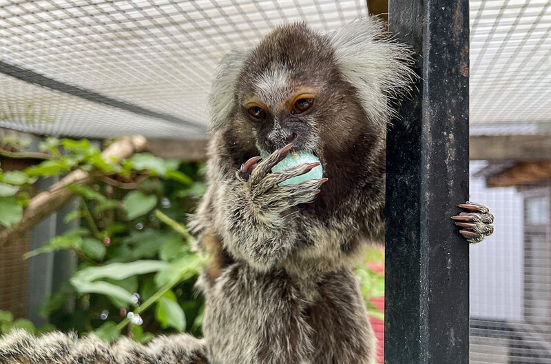Wer privat Weißbüscheläffchen hält, braucht neben Geld, Zeit und Platz auch enormes Fachwissen und eine Genehmigung der Behörden. – Bild: Eco Media TV