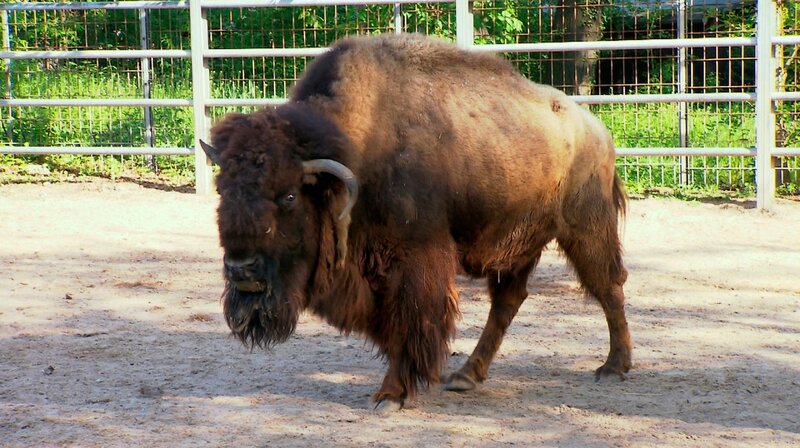 Die Bisons werden heute gegen die Blauzungenkrankheit geimpft. Für das Tierärzteteam um Tobias heißt das: Blasrohr raus, zielen und hoffentlich beim ersten Mal treffen. – Bild: SWR/​Christian Neumann