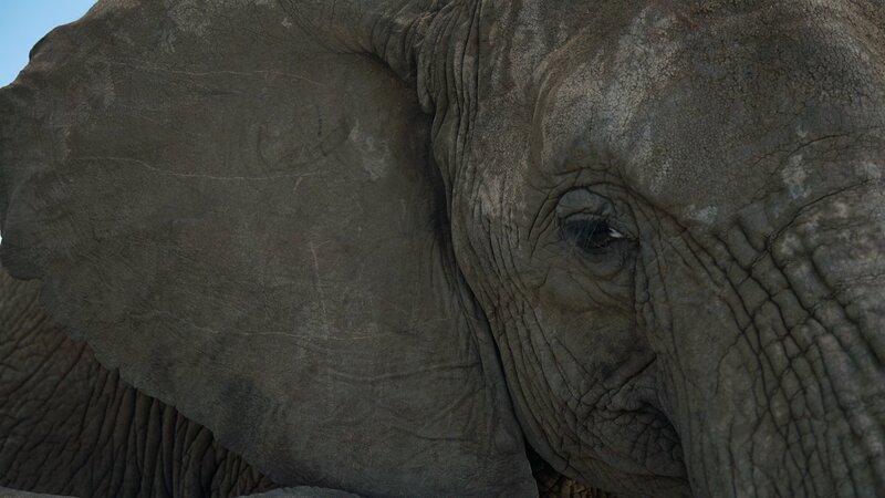 Bild: Animal Planet /​ Discovery Communications, LLC