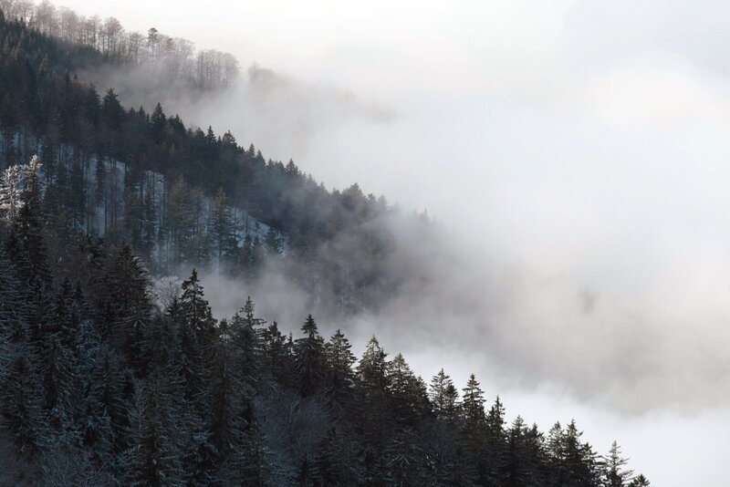 An der Kandel prallen die Nebelwolken vom Rheintal gegen den Bergmischwald. – Bild: WDR/​NDR/​Klaus Weißmann