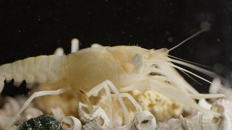 Der Santa Fe-Höhlenkrebs lebt verborgen in dunklen Unterwasserkavernen. Er kommt nur an fünf Orten im Norden von Florida vor. Dieser Krebs ist blind und ernährt sich von organischem Material, das von der Wasseroberfläche zum Grund hinab schwebt. – Bild: Terra Mater Studios GmbH + The WNET Group + Grizzly Creek Films_Mac Stone