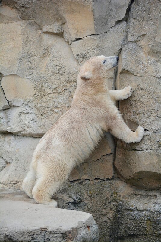 Taufe für Eisbärin Lale. – Bild: Radio Bremen