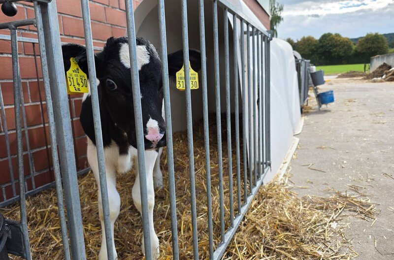 Bullenkalb auf einem konventionellen Hof steht in einer typischen „Kälberbucht“. – Bild: NDR
