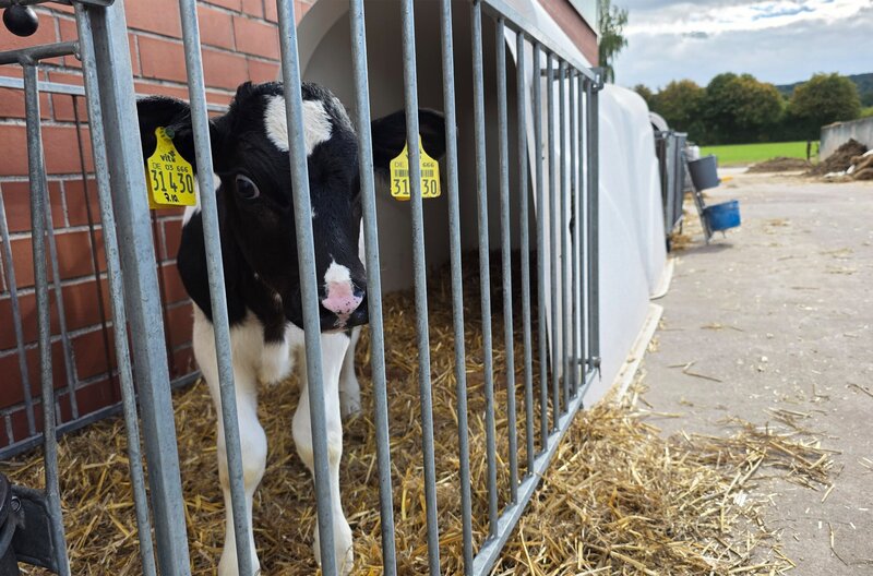 Bullenkalb auf einem konventionellen Hof steht in einer typischen „Kälberbucht“. – Bild: NDR
