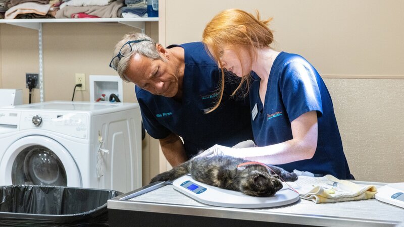 Mike Rowe und Brittany Dillon bereiten eine Wildkatze auf die Operation vor. – Bild: Warner Bros. Discovery, Inc. or its subsidiaries and affiliates