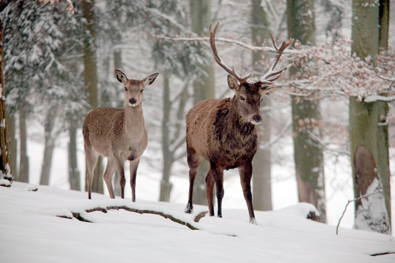 Bild: SWR/​NDR/​Klaus Weißmann