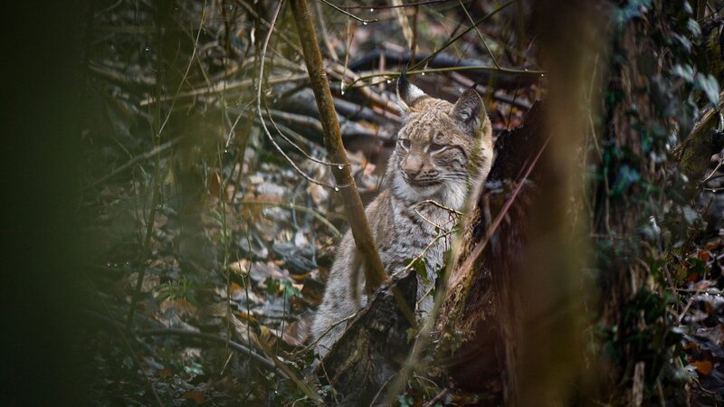 Einstein Luchse in Not: Inzucht bedroht Schweizer Wildbestand Junger Luchs in der Schweiz – Bild: SRF