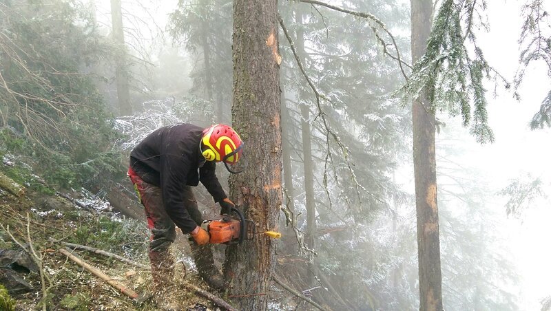 The lumberjack carefully cuts the wood. – Bild: DMAX