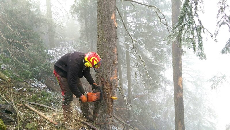 The lumberjack carefully cuts the wood. – Bild: DMAX
