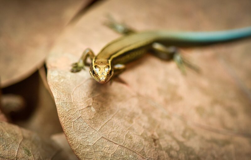 . – Bild: ORF/​Universal