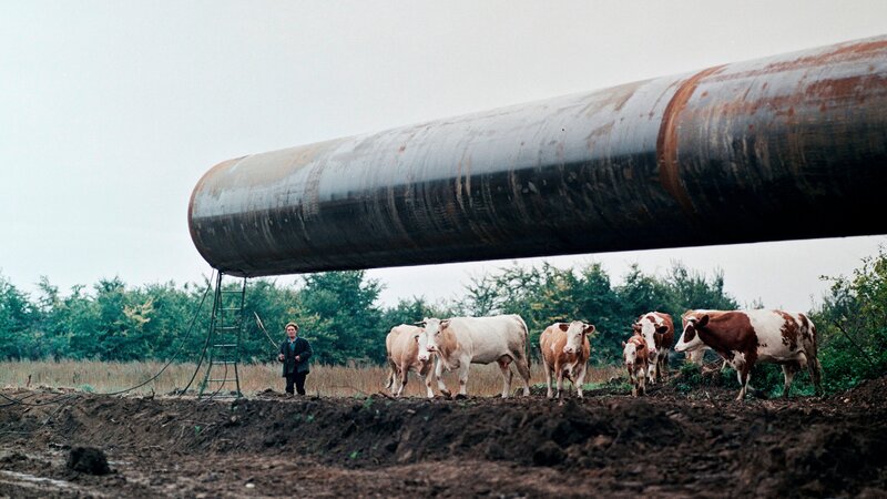 Landwirt mit Kühen an der Baustelle „Drushba-Trasse“, 1970er, Ukraine – Bild: MDR/​Thomas Billhardt/​Galerie Camera Work AG