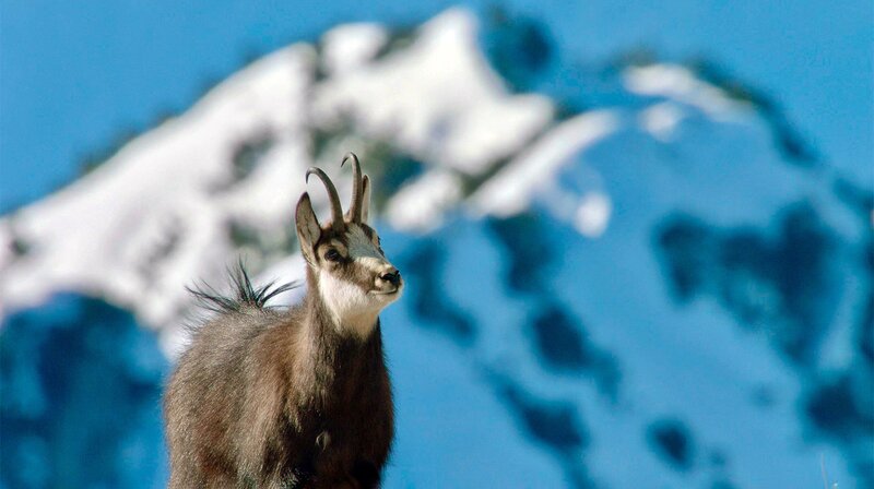 Winter am Alpenrand – Bild: WDR/​nautilusfilm