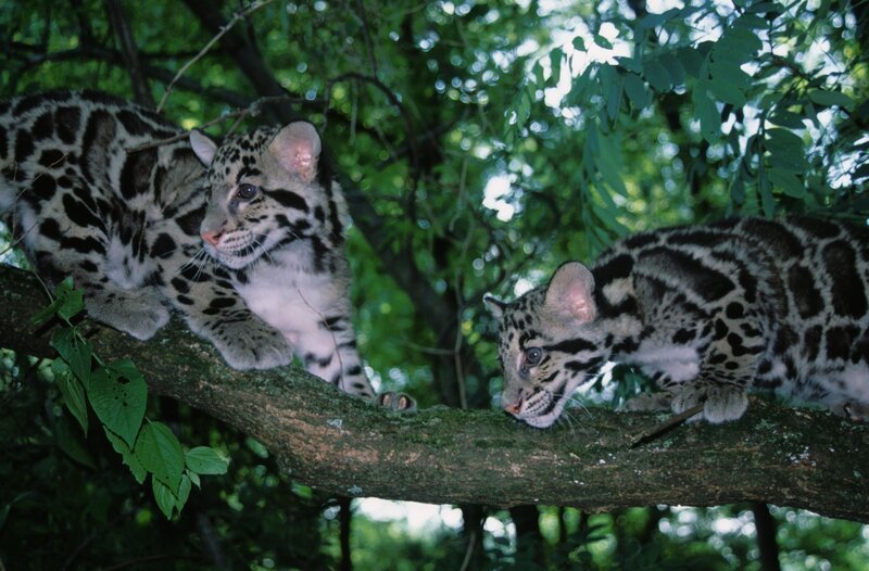 In einem typischen Familienhaus in einem Vorort von Nashville, Tennessee, wachsen zwei sehr ungewöhnliche Babys heran. Es sind Nebelparder-Junge. Nebelparder sind normalerweise in den Regenwäldern zwischen Indonesien und Südchina beheimatet, aber diese Jungen wurden in Nordamerika geboren und gehören zu einem Zuchtprogramm des „Oak Hill Centers“ in Nordamerika. Sie werden von einer Leihmutter aufgezogen. Diese ANIMAL PLANET-Dokumentation zeigt, wie die kleinen Nebelparder heranwachsen und welche Versuche unternommen werden, diese seltene Tierart zu erhalten. – Bild: Discovery Communications, Inc.