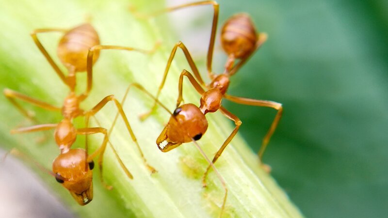 Ameisen. – Bild: Not Released (NR)/​Elena Taeza /​ EyeEm