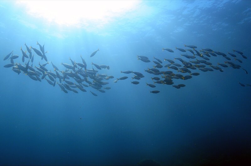 Die Dynamik von Fischschwärmen gibt Einblick in kollektive Entscheidungsprozesse im Tierreich. Zwischen den Fischen verbreiten sich Informationen wie ein Dominoeffekt, durch gegenseitige Beeinflussung schwimmen sie in einer synchronisierten Choreographie. – Bild: Cocottes Minute Productions