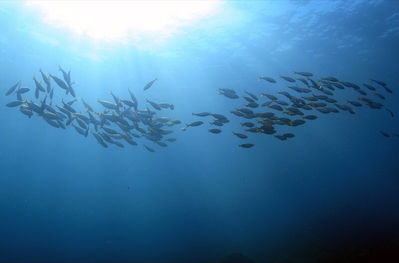 Die Dynamik von Fischschwärmen gibt Einblick in kollektive Entscheidungsprozesse im Tierreich. Zwischen den Fischen verbreiten sich Informationen wie ein Dominoeffekt, durch gegenseitige Beeinflussung schwimmen sie in einer synchronisierten Choreographie. – Bild: Cocottes Minute Productions
