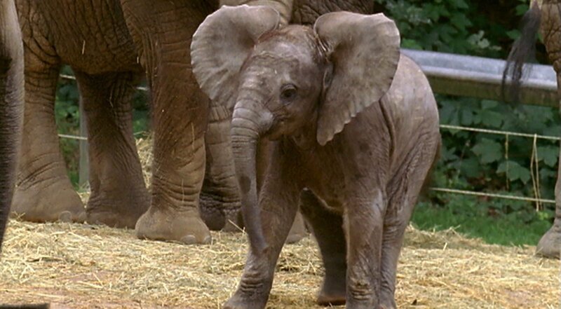 Elefantenbaby Tika entdeckt neugierig ihre Welt und spielt mit ihren großen Geschwistern. – Bild: WDR
