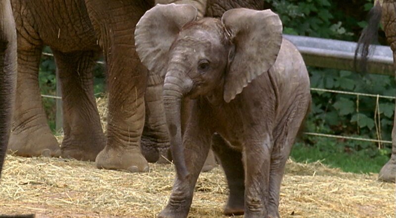 Elefantenbaby Tika entdeckt neugierig ihre Welt und spielt mit ihren großen Geschwistern. – Bild: WDR