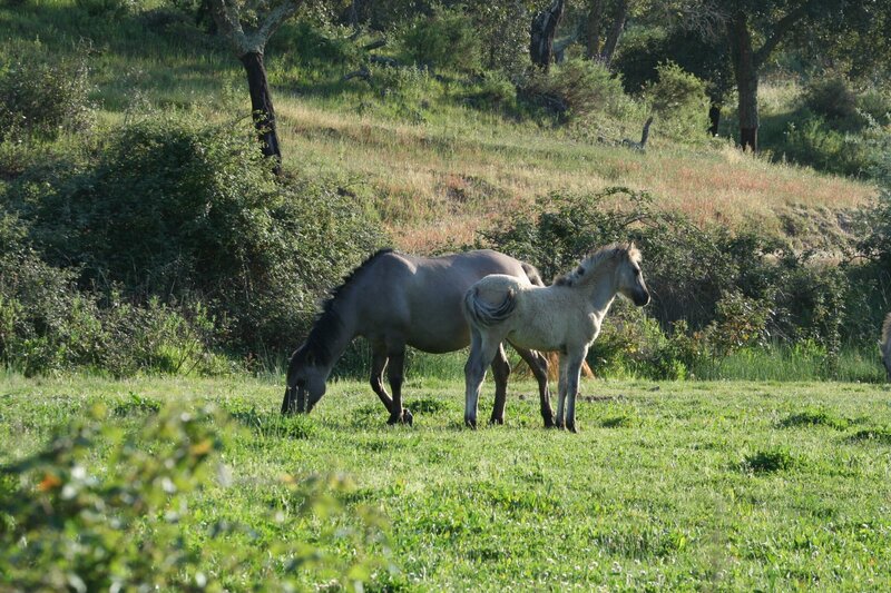 Eine Sorraiastute mit ihrem Jährlingsfohlen. – Bild: BR/​Angelika Sigl