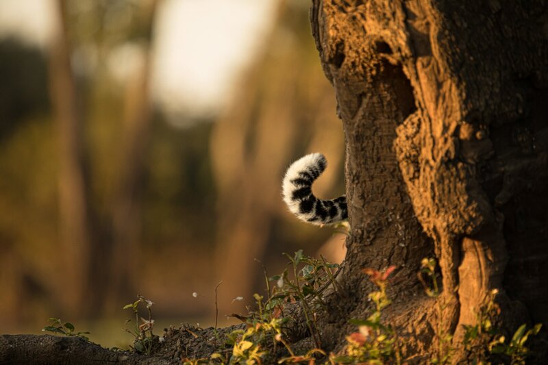 Olimba, Königin der Leoparden – Bild: 3sat