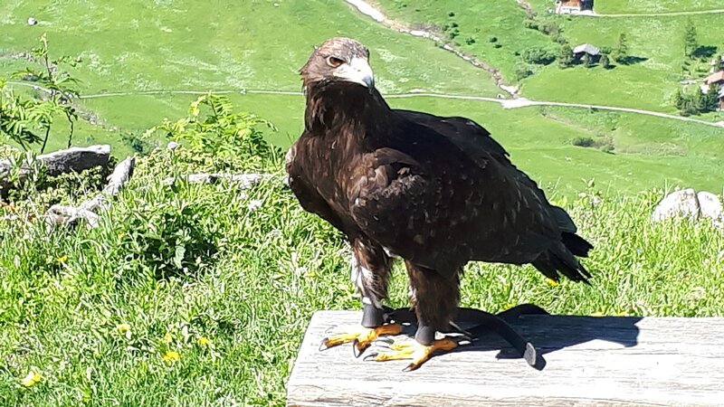 Falke Taiga ( seit 28 Jahren bei Falkner Norman Vögeli ). – Bild: ORF Falke Taiga ( seit 28 Jahren bei Falkner Norman Vögeli ). – Bild: ORF