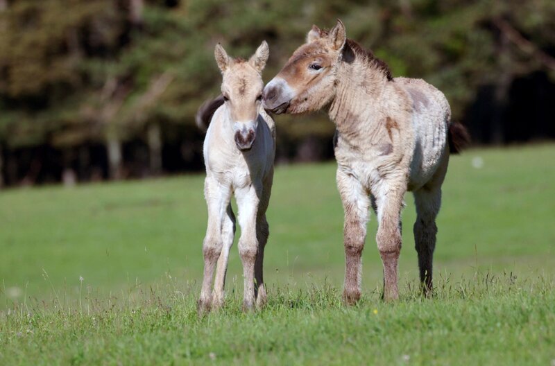 Diese Fohlen sind Przewalski, benannt nach dem russischen Forscher, der sie Ende des 19. Jahrhunderts in Zentralasien entdeckt hat. Heute gibt es nur noch 2.000 Exemplare. Im Reservat Monts d’Azur ist jede Geburt ein weiterer Schritt zu ihrer Erhaltung. – Bild: Cocottes Minute Productions