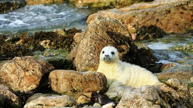 Kegelrobbe, Junges  +++ Die Verwendung des sendungsbezogenen Materials ist nur mit dem Hinweis und Verlinkung auf RTL+ gestattet. +++ – Bild: RTL /​ Terra Mater /​ Ben Porter