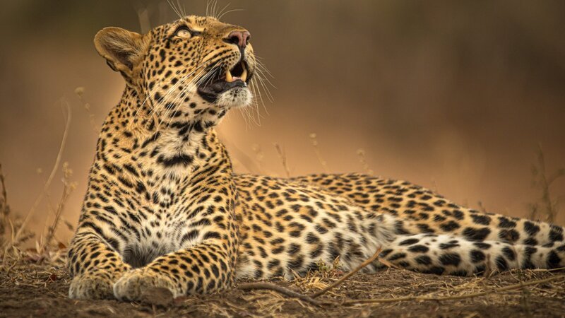 Die Leopardin „Olimba“ betrachtet ihre Jungen, die sich im Hohlraum eines Baumes tummeln. – Bild: ZDF und ORF/​Into Nature Productions/​Will Steenkamp