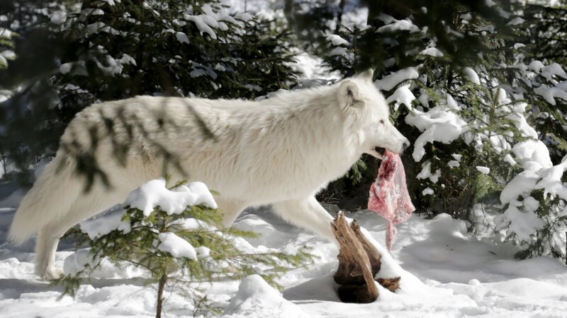 Winter im Wildpark Mautern – Bild: ZDF und ORF/​Posch TV