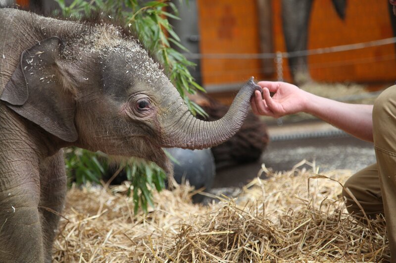 Visite beim Elefantenbaby. – Bild: BR/​Jens-Uwe Heins