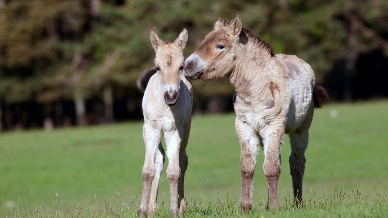 Bild: Cocottes Minute Productions