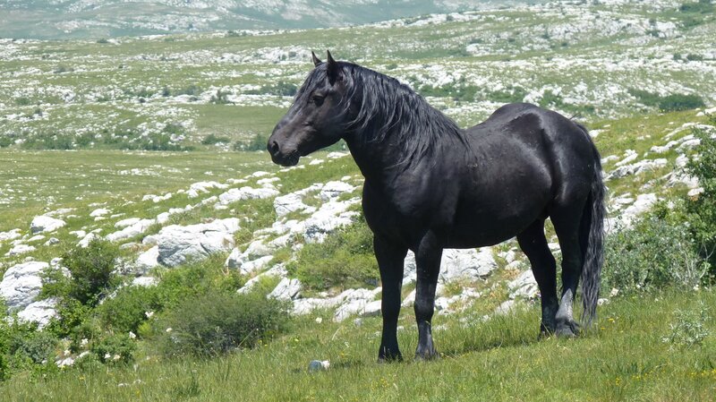 Der Leithengst ist für die Sicherheit der Herde verantwortlich. – Bild: BR/​Angelika Vogel